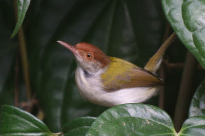 Tailor Bird