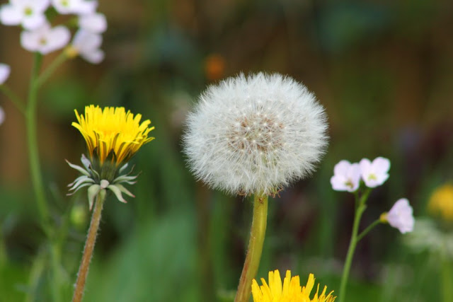 Dandelion Seed and Cuckoo Flower