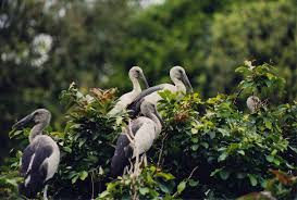 karnala-bird-sanctuary