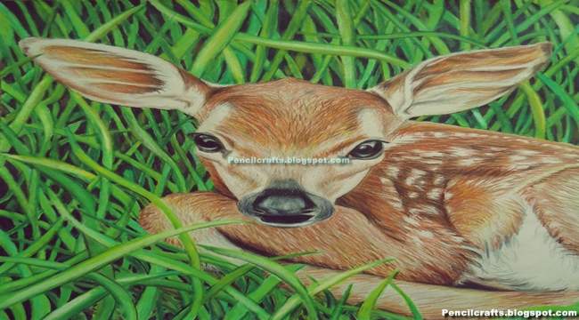 Color Pencil drawing Deer-beginner