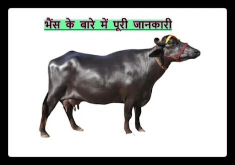 Complete information about buffalo in Hindi - भैंस के बारे में पूरी जानकारी Complete information about buffalo in Hindi - भैंस के बारे में पूरी जानकारी