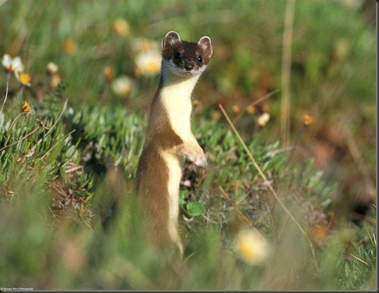 800-Least_Weasel