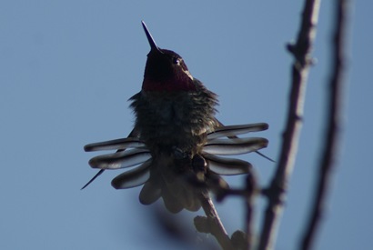 HummingBird_ShowYourTalents
