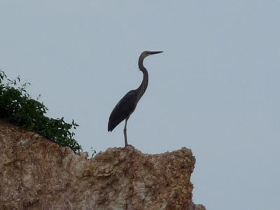 great-billed heron, Ardea sumatrana