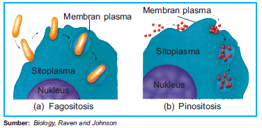 Transport Aktif; Endositosis