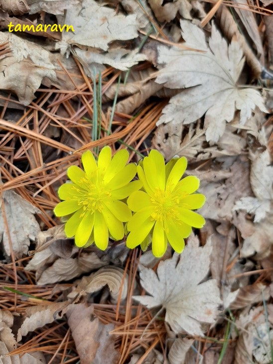 Адонис амурский (Adonis amurensis)