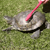 Advierten sobre comercialización de accesorios concha de tortuga Carey en RD