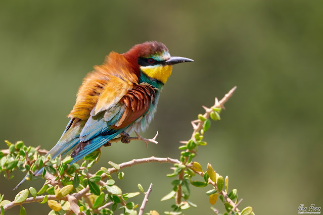 European Bee-Eater