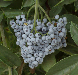 Fruit Alphabetical List - Elderberries
