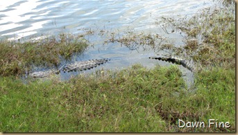 more sanibel_092