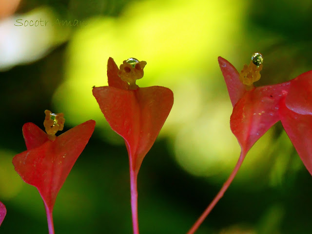 Begonia grandis