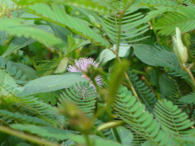 Thottavadi or Mimosa pudica