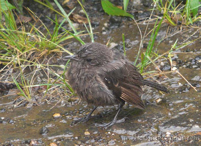 a forlorn Pied Bushchat female