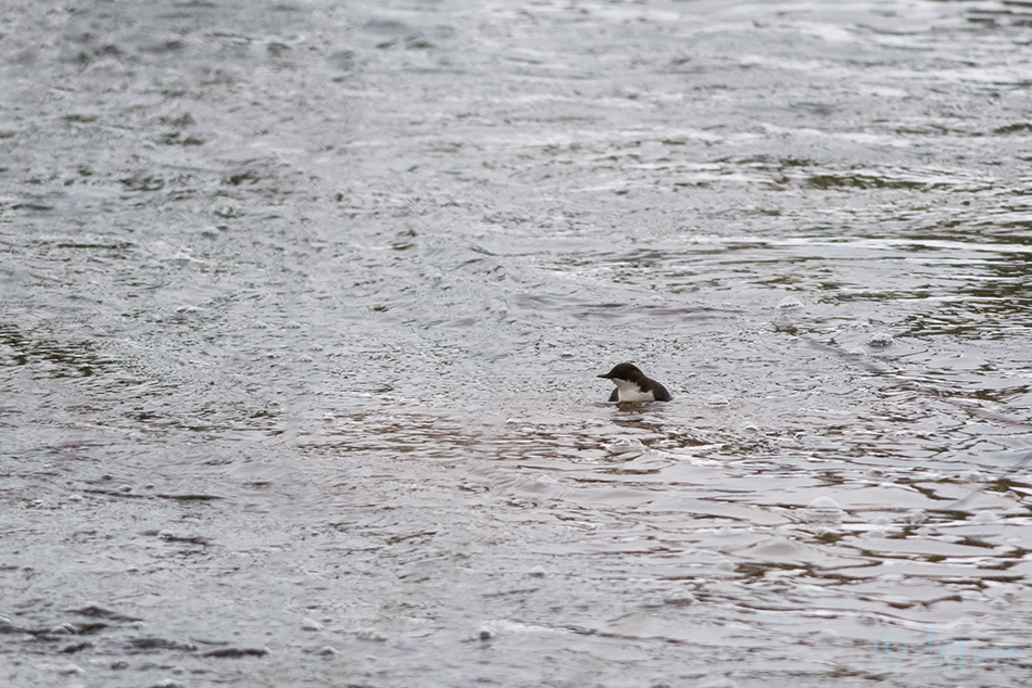 Vesipapp, Cinclus cinclus, White-throated Dipper, Common, harilik, Eurasian, breasted