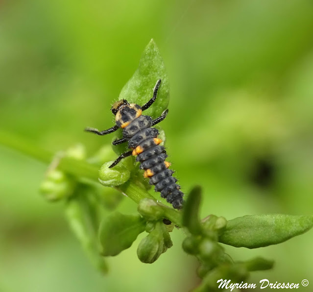 coccinelle ladybug