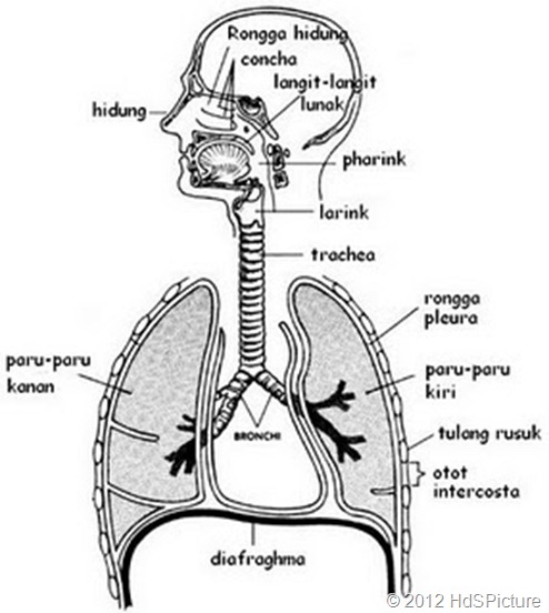 Bagian-Bagian Sistem Pernapasan Pada Manusia