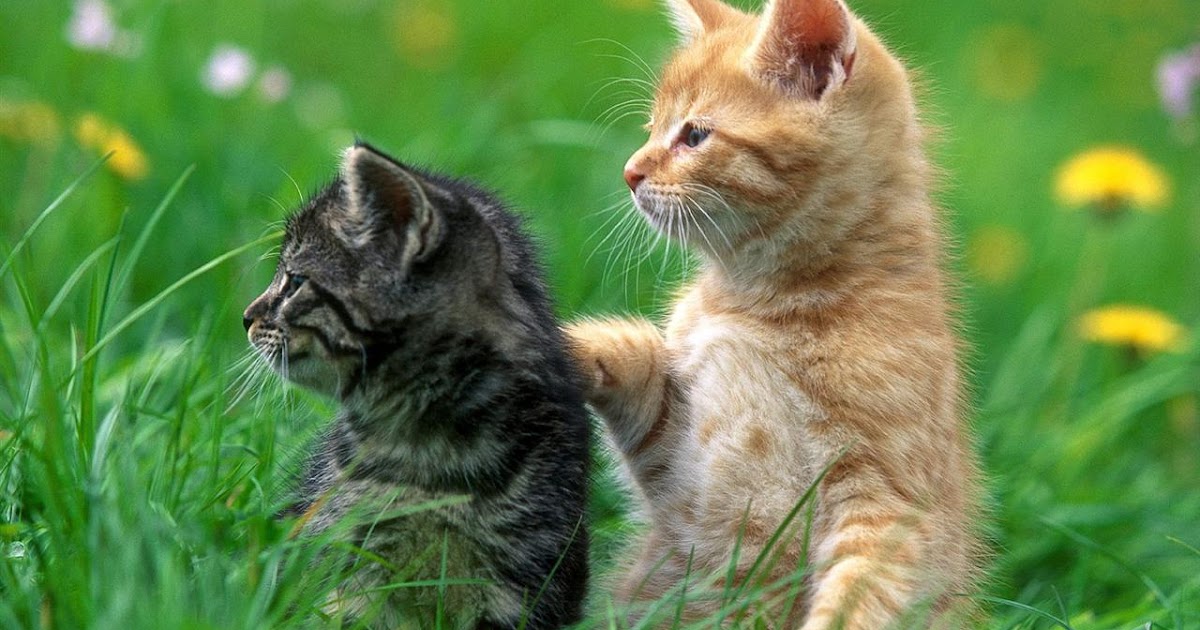 Perawatan Kucing Gambar  Kucing lucu Lagi pacaran
