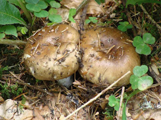 Russula densifolia DSC91749