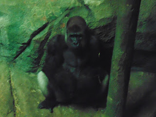 Silverback Gorillas