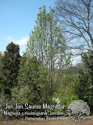 star magnolia tree pictures. Jon Jon Magnolia Tree