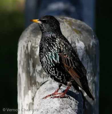 European Common Starling - Woodbridge Island