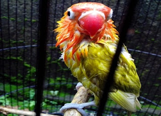 http://miefbird.blogspot.com/2015/12/cara-melatih-mental-jawara-lovebird.html