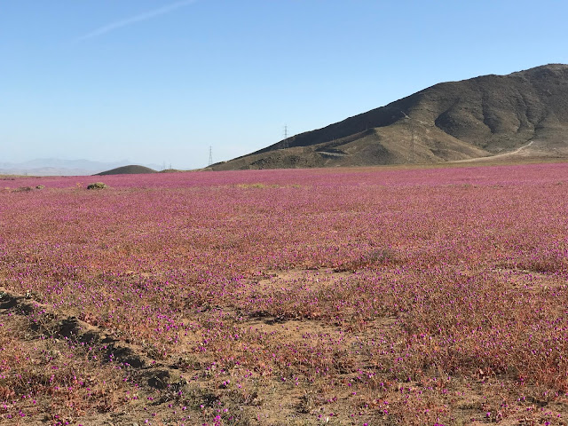 Desierto florido ruta 5, Región de Atacama, Chile