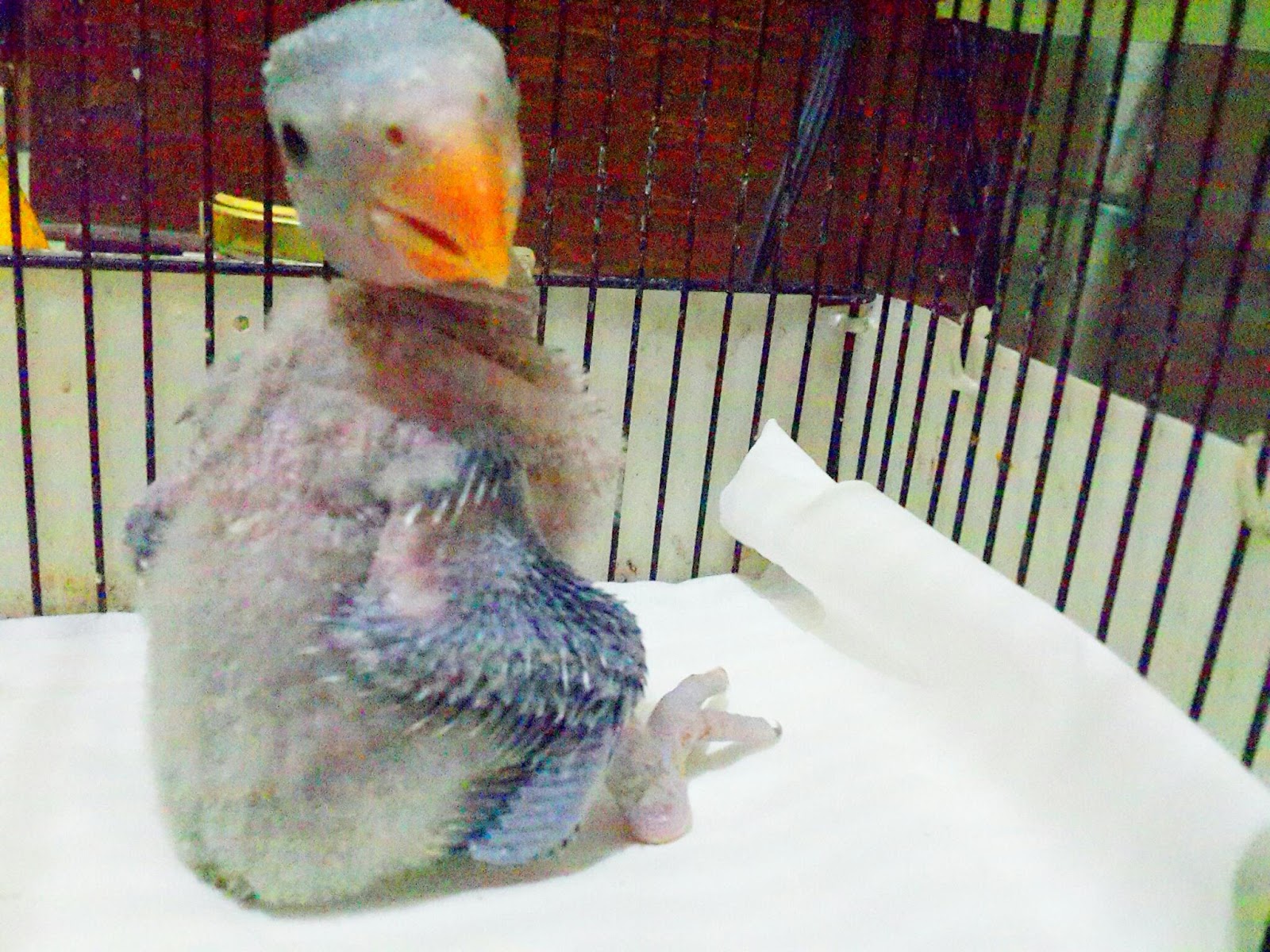 Gambar Burung Lovebird Lucu Gokil