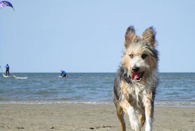 Landal Strandhaus mit hund