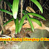 Pembunuh Kucing Ditangkap di Kampung Bukit Kaya, Kangar