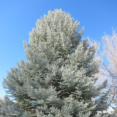 Colorado blue spruce, Picea pungens