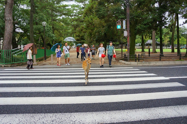 Deer waiting at the traffic lights (6 pics), funny deer pics, deer at Nara japan, deer cross road pics