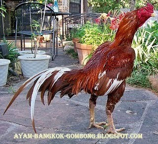 Ayam Bangkok Petarung