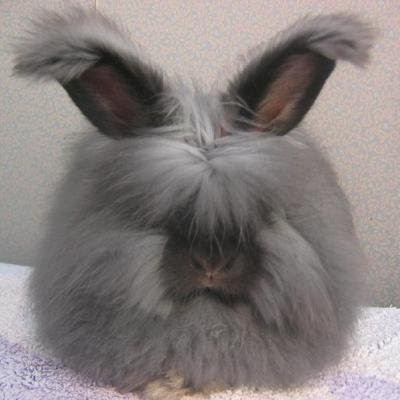 angora rabbit