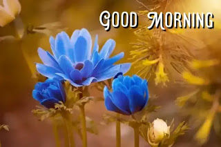 Good morning flower images free download