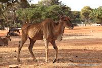 Israel Reizen: Zoologisch Centrum Tel Aviv – Ramat Gan