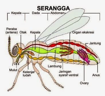  organ  dan sistem organ pada hewan 