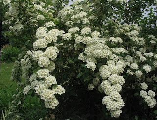 spirea