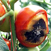 Tomatoes and Blossom-End Rot: Is Lack of Calcium the Culprit?