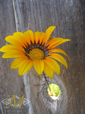 Gazania