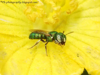 Insect Pollinators