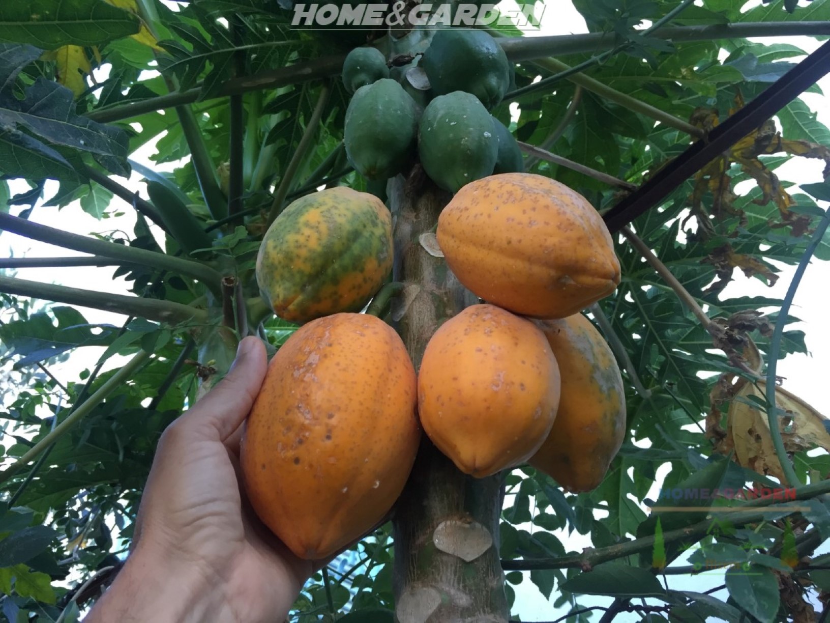 Papaya is the easiest and most rewarding for beginners to grow. This is because they germinate fast and grow extremely tall in just a few years.