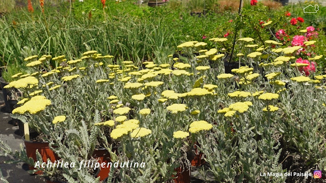 vivero Sustrai Mintegiak, plantas vivaces, gramíneas, paisajismo, paisajistas España, paisajistas Extremadura, paisajistas Badajoz, paisajistas Cáceres, jardines naturalistas, diseño jardines, ideas jardines, plantas silvestres, diseños paisajismo