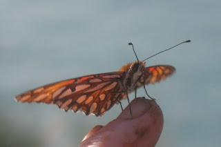 Butterfly Wings