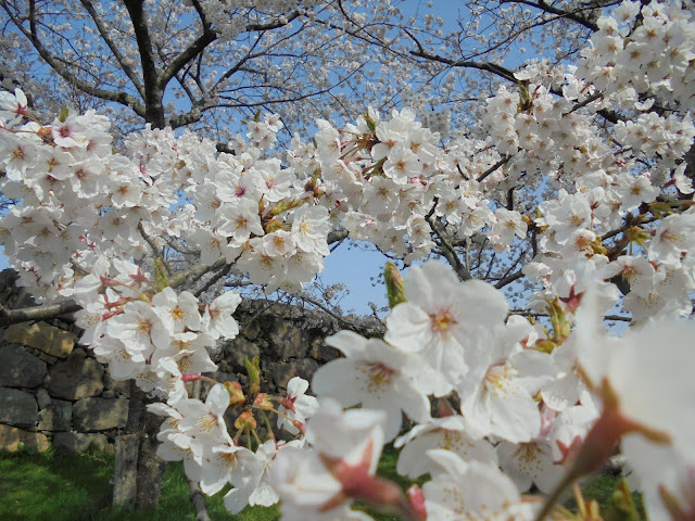 米子城跡のソメイヨシノ桜