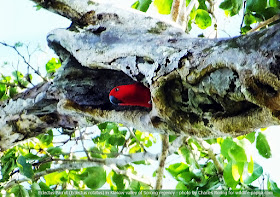 Female Eclectus Parrot (Eclectus roratus)