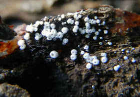 cyphelloid fungus Flagelloscypha minutissima