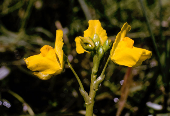 Bladdewort Image