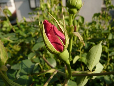 P1070987
