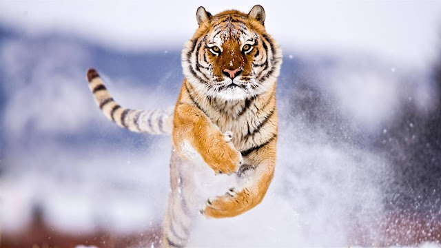 Tiger HD Wallpapers
